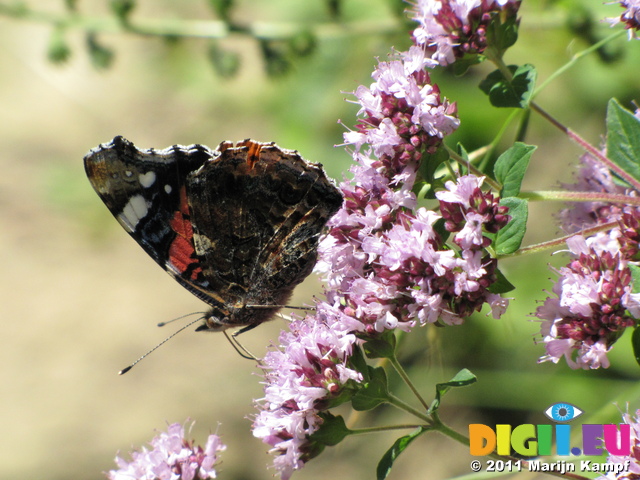 SX19992 Red Admiral (Vanessa atalanta) butterfly